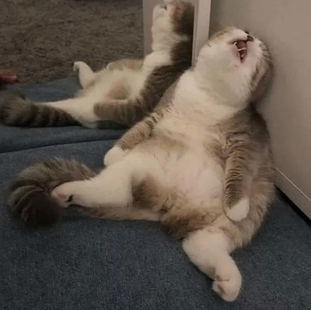 Meet your Posher, Shae